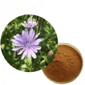 Chicory Extract 90% Inulin