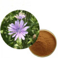 Chicory Extract 90% Inulin