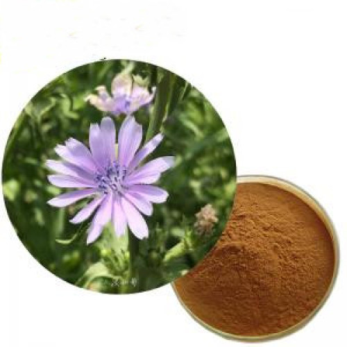 Chicory Extract 90% Inulin