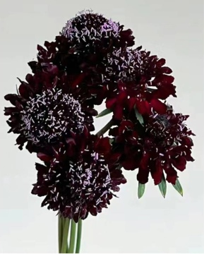 Cắt tươi Scabiosa đen-tím để trang trí đám cưới