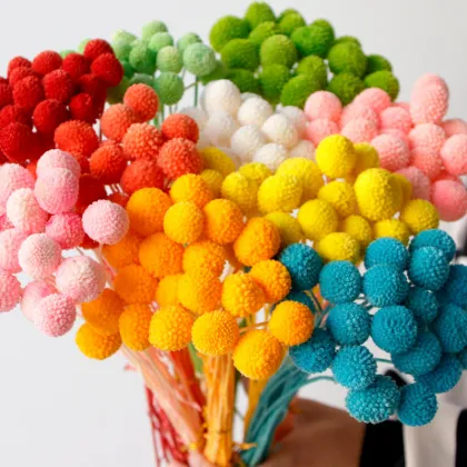 Wholesale Preserved Craspedia Golden Balls for DIY Flower Arrangements