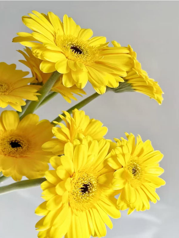 Gerbera Qingzi2