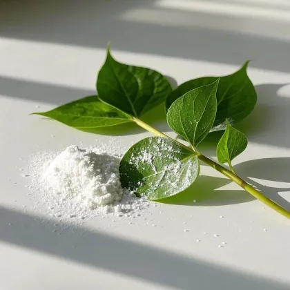 Houttuynia cordata extract supply