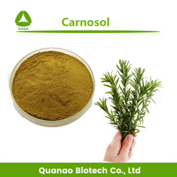 Rosemary Leaf Extract Salviol / Carnosol Powder 8%-98%