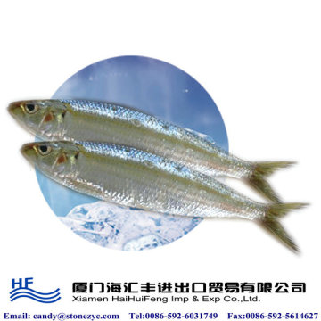 High quality frozen sardine hgt