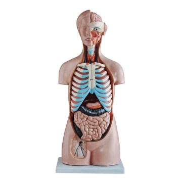 DARHMMY 85CM Sexless Anatomical Torso Model for Medical Science