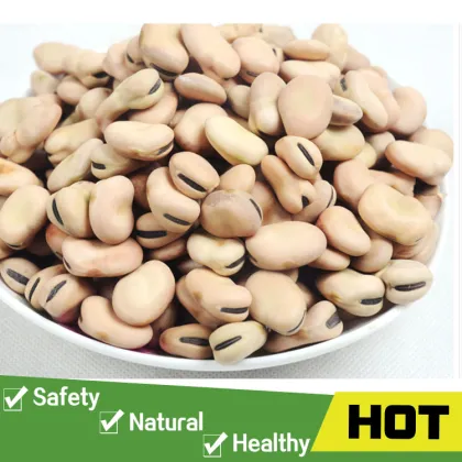 Organic driedn broad beans price