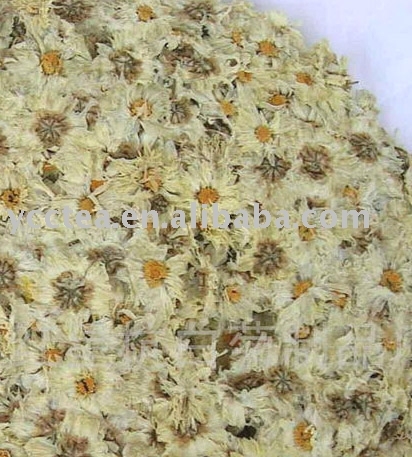 Chrysanthemum