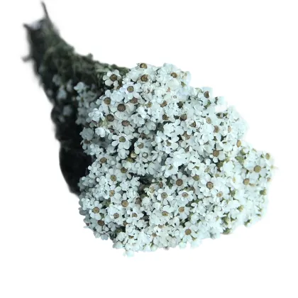 Wholesale Small White Dried Flowers and French White Plums