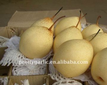 2011 crop fresh Ya Pear