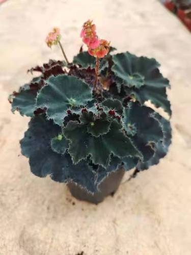 begonia 14 living plants suppliers