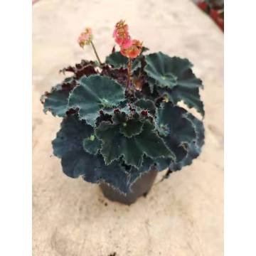 BEGONIA 14 LIVEY PLANTS 공급 업체