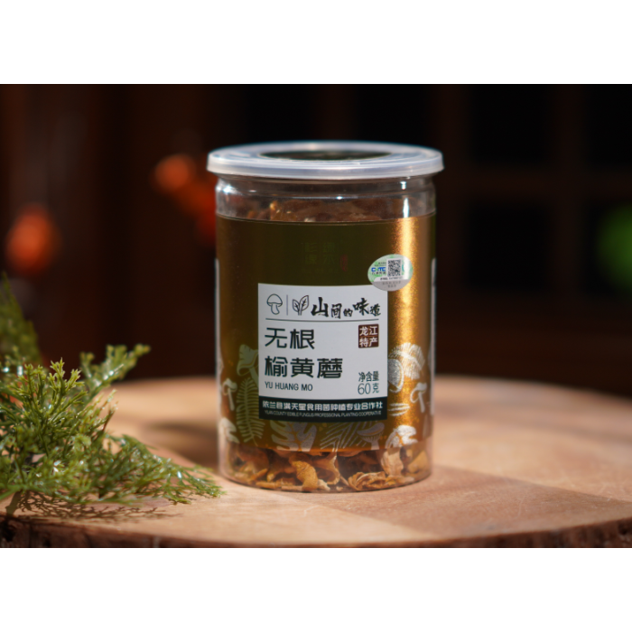 Cogumelo Amarelo Seco de Olmo