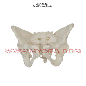 Adult Female Pelvis-J3C1.19.124