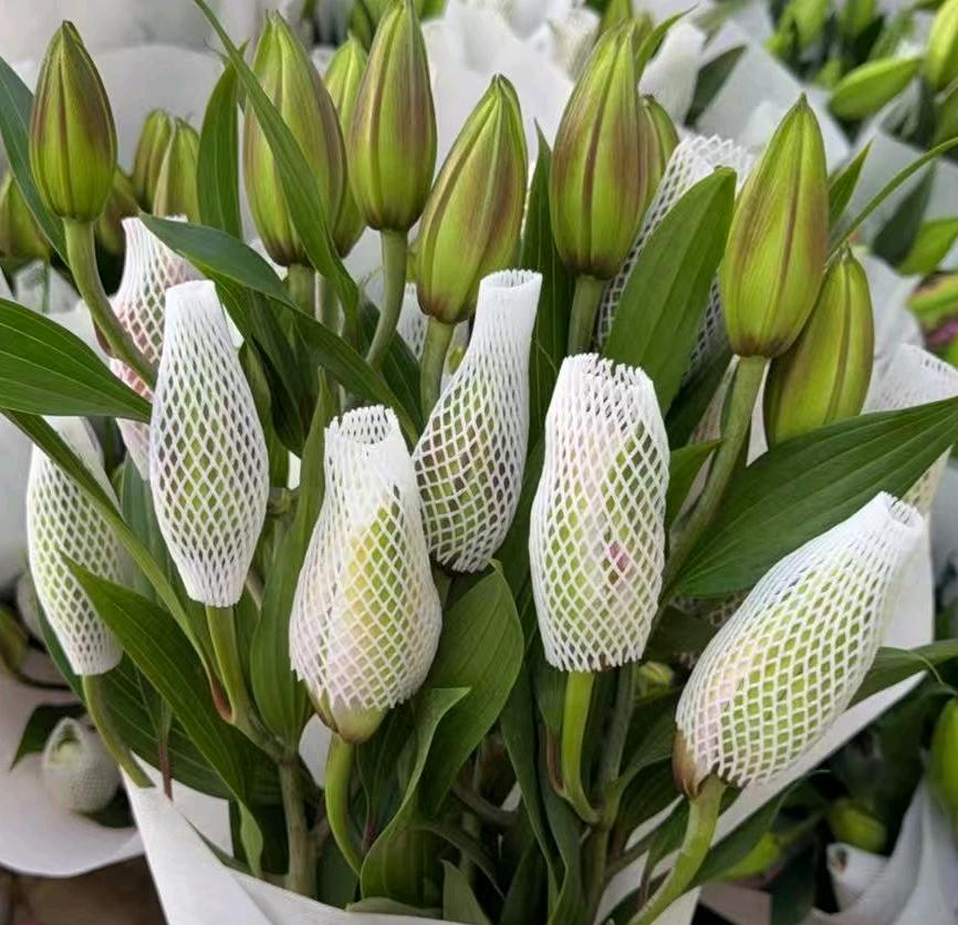Isabella Double Spray Lily