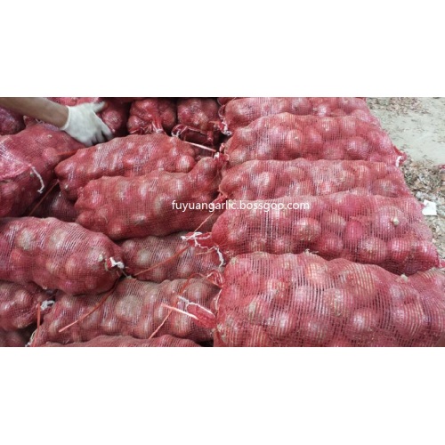 Bawang merah adalah saling