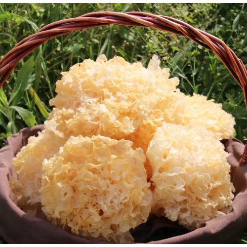 Delicioso fungo de orelha prateada