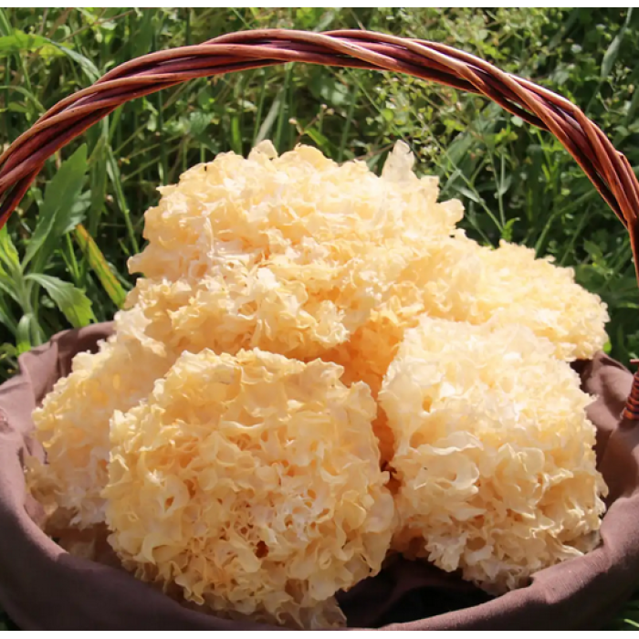 Delicioso fungo de orelha prateada