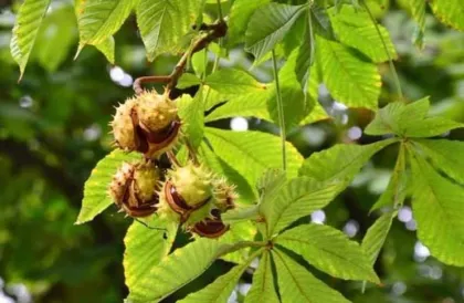 Horse Chestnut Seed Extract For Aesculin and Esculin