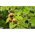 Horse Chestnut Seed Extract For Aesculin and Esculin