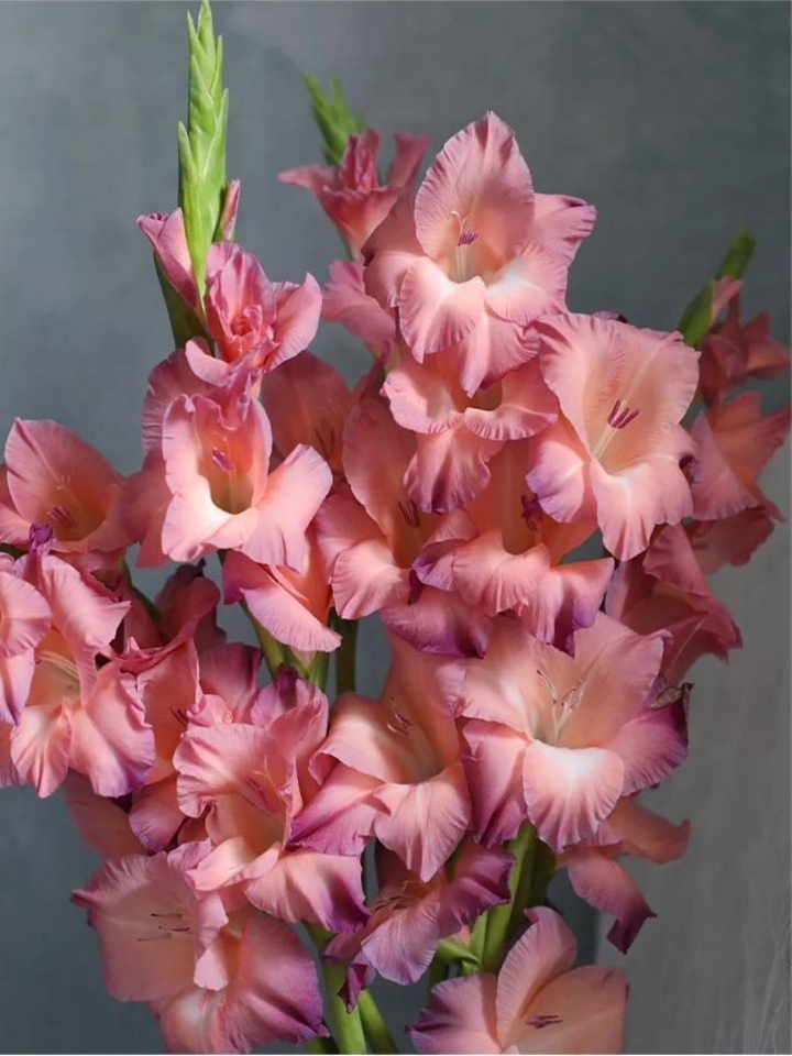 Retro Gladiolus