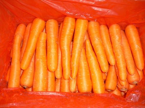 Shandong Carrot crop baru