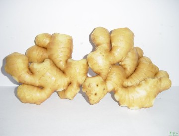 Young Ginger