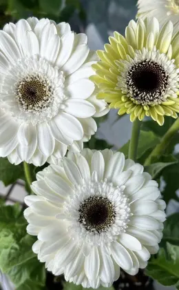 Standard white chrysanthemum YiLi Gerbera