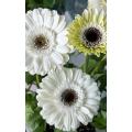 স্ট্যান্ডার্ড সাদা চন্দ্রমল্লিকা YiLi Gerbera