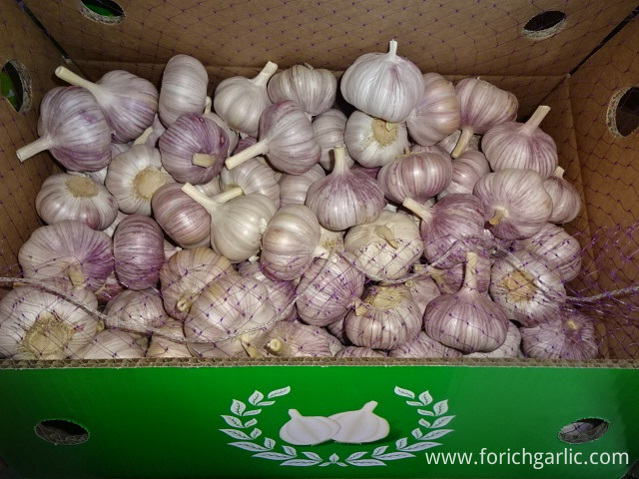 Fresh Garlic