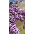 De-kalidad na Fresh Grapes Clenson