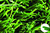 New W-shaped Artificial putting greens grass for football