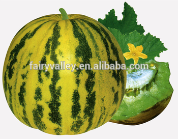 Hybrid Sweet Melon Seeds green flesh For Growing-Zhen Flower Bud