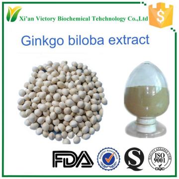 Selling well product powder benefits ginkgo biloba