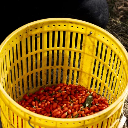 Red Power QIZITO Healthycare Healthycare Food Certificated Zhongning Free Sample Goji