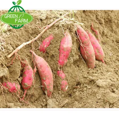 Jining greenfarm fresh sweet potato