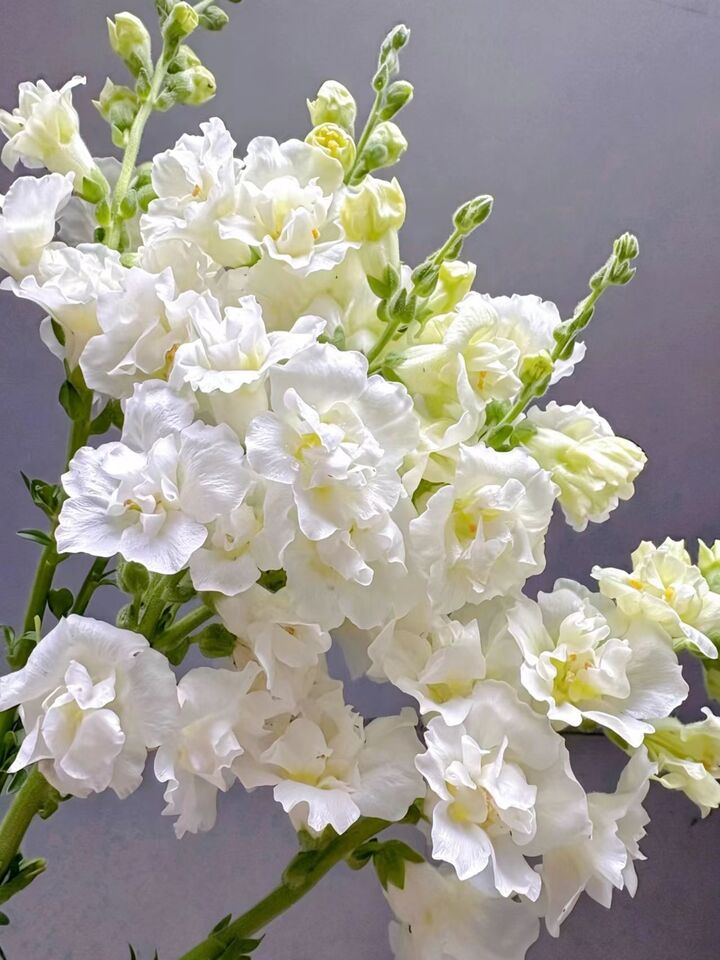 White Snapdragon