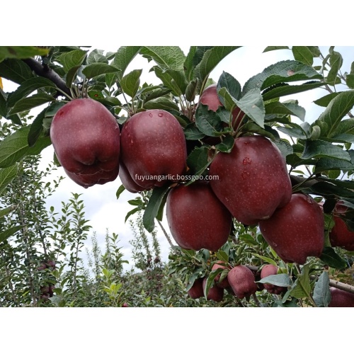 Huaniu Apfel ist im Verkauf