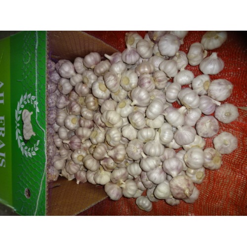 2020 New Season Normal White Garlic Size 5.0cm