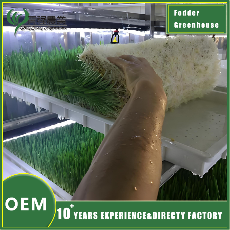 Fodder Greenhouse for Fodder Production