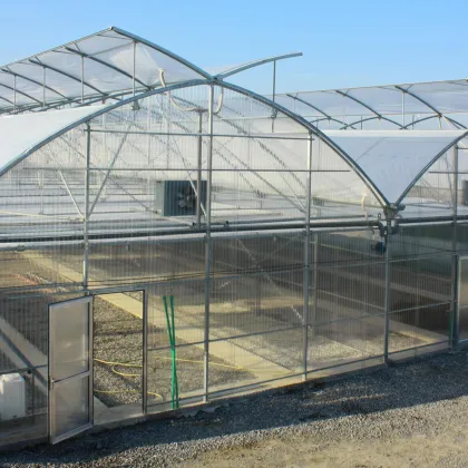 Industrial Sunshine Board Multi-span Greenhouse