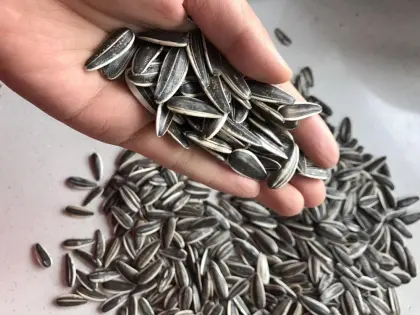 Natural sunflower seeds 601 from Inner Mongolia