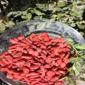 Haute nutrition Certifié Goji séché sain