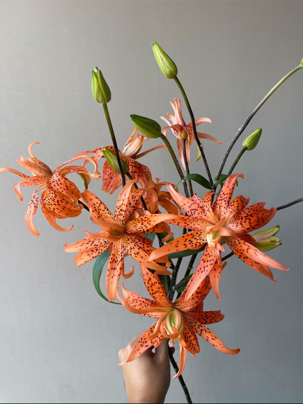 Tiger Baby spray Lily4