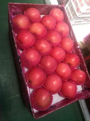 Global Gap Certificated Fresh FUJI Apple