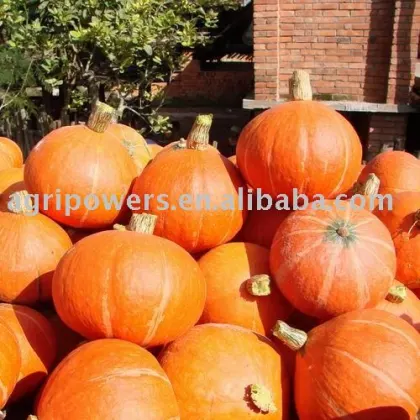 East Star Squash seeds