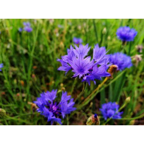Pure Cornflower Extract for Soothing Skin and Eye Care