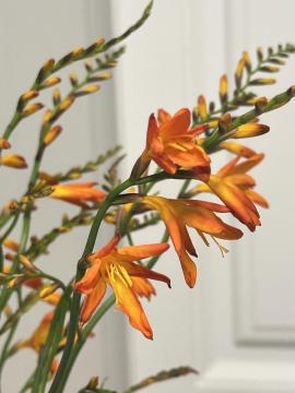 Wholesale Flame Orchid Renanthera coccinea for Florists