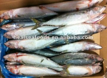 Glue Atlantic Mackerel Fish