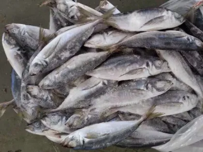 SEA FROZEN HORSE MACKEREL
